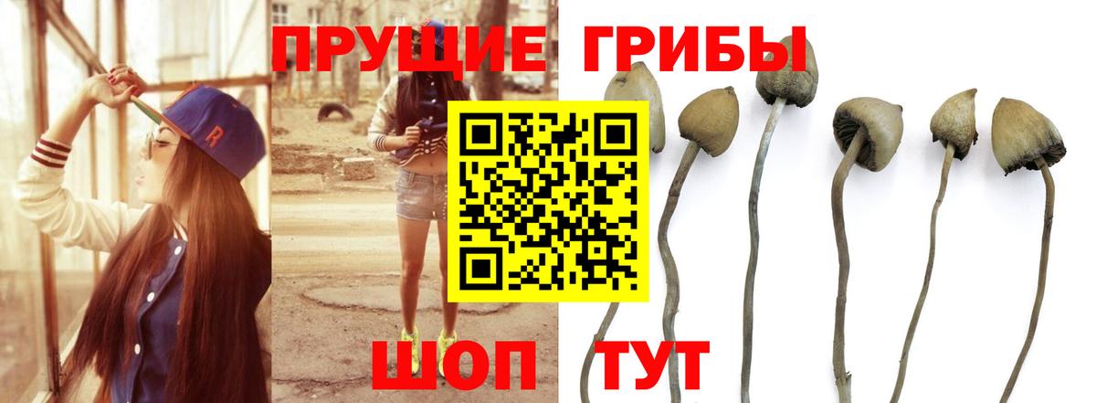 Псилоцибиновые грибы GOLDEN TEACHER  Вход с VPN  Снежинск  цены наркотик  Псилоцибиновые грибы Psilocybe 